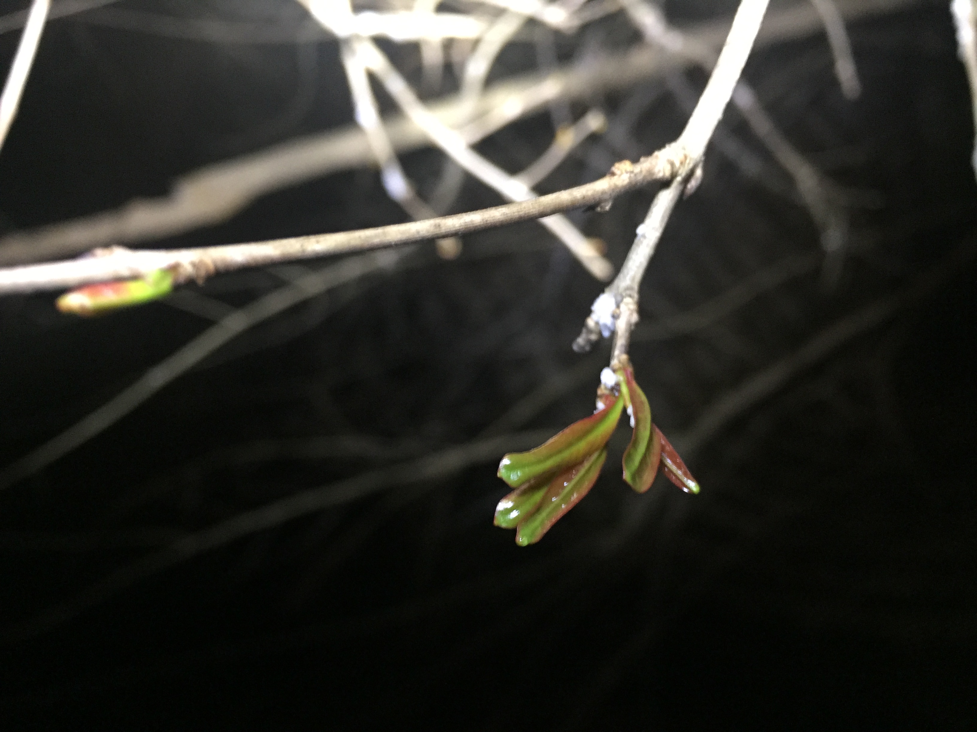 5CE17645-3587-4344-9962-FF0528FA466C.jpeg