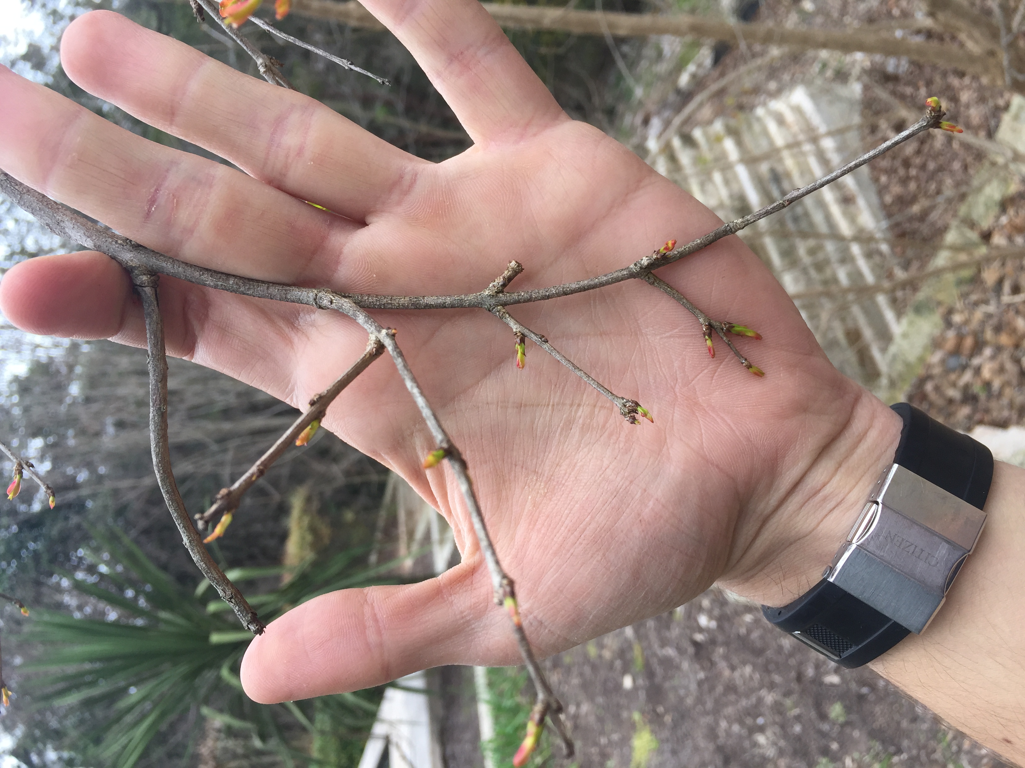 Unknown Fruiting