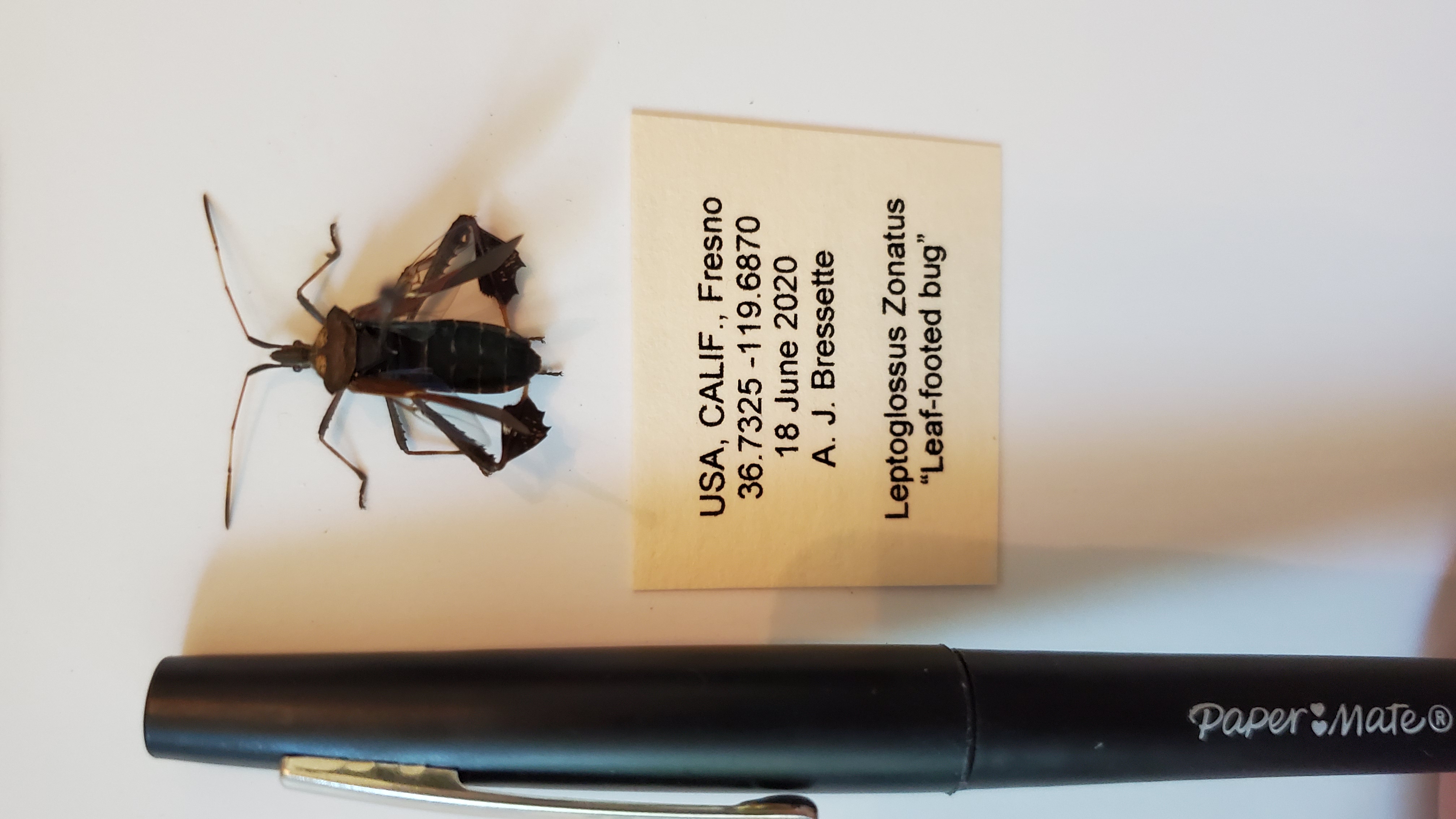 leafbug.jpg