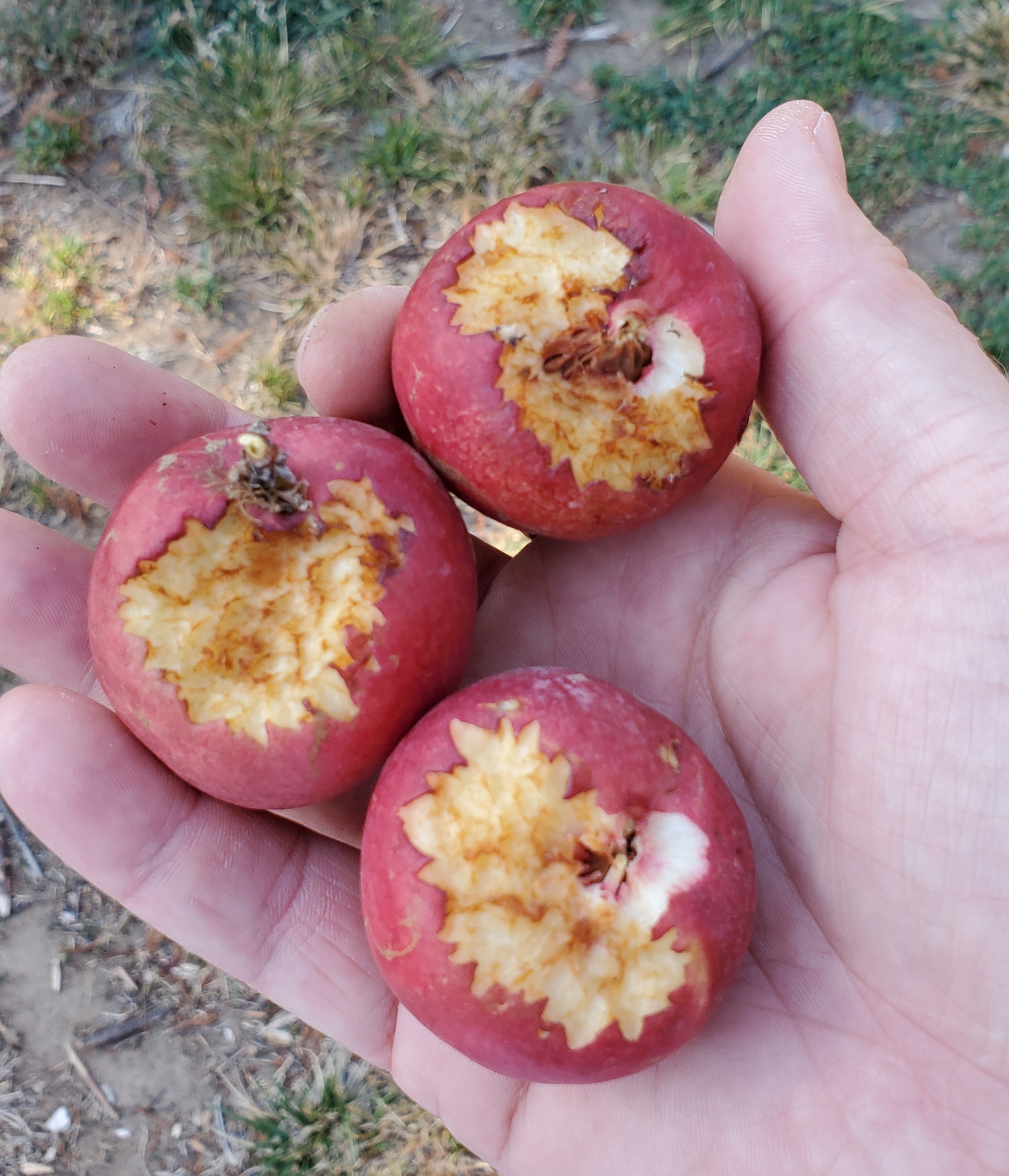 nectaplum_dmg.jpg