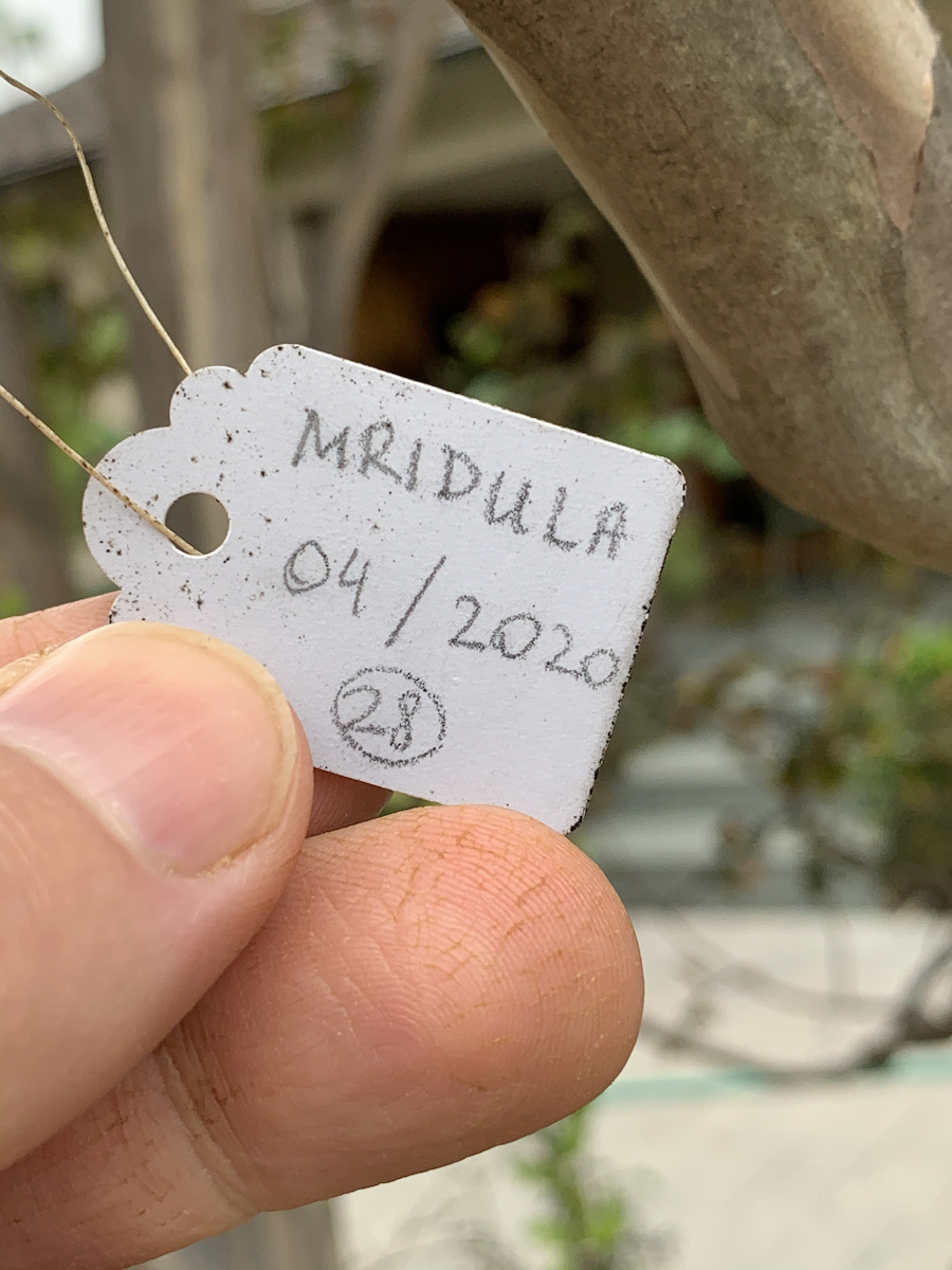 Mridula2.png
