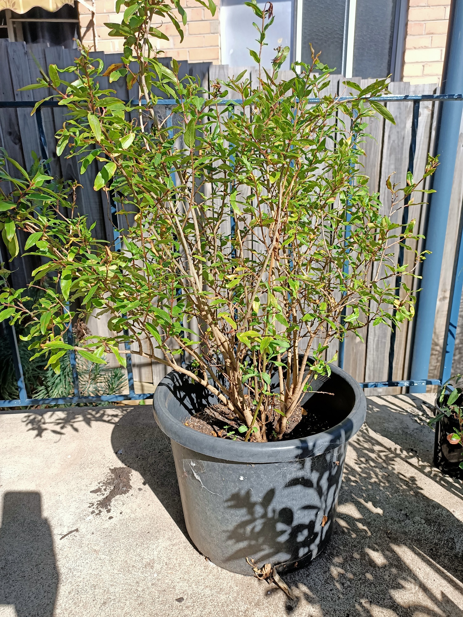 Full plant.jpg