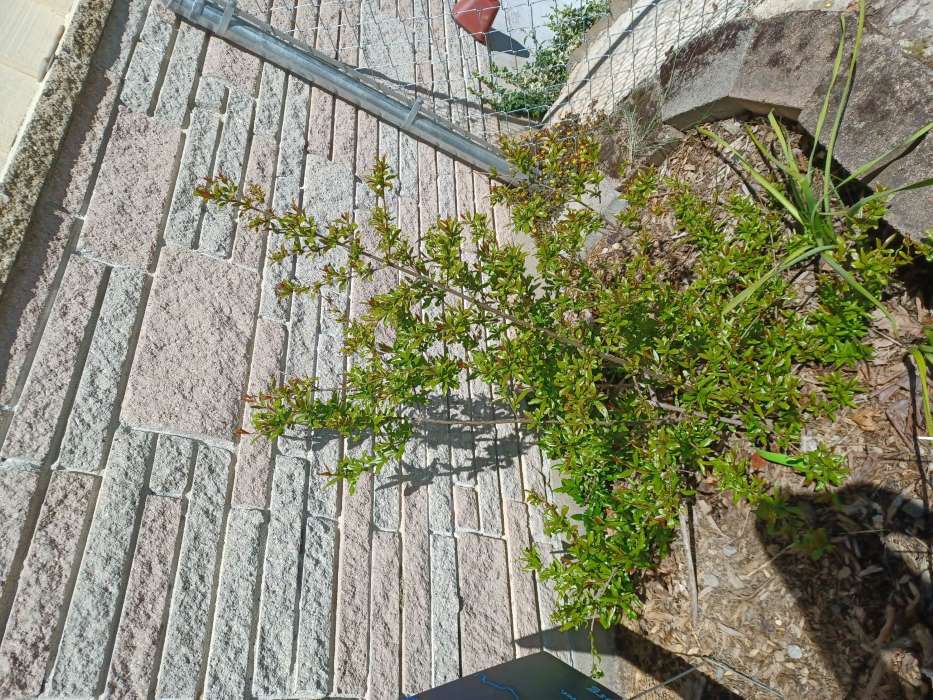 sumbar pomegranate in leaf