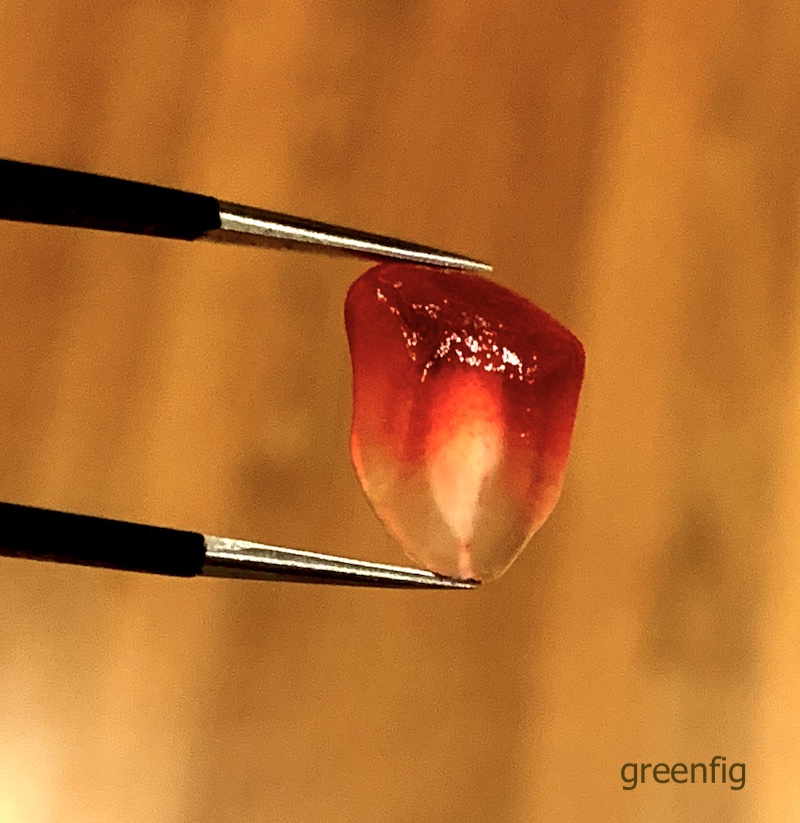 aril_close_tweezers.jpeg
