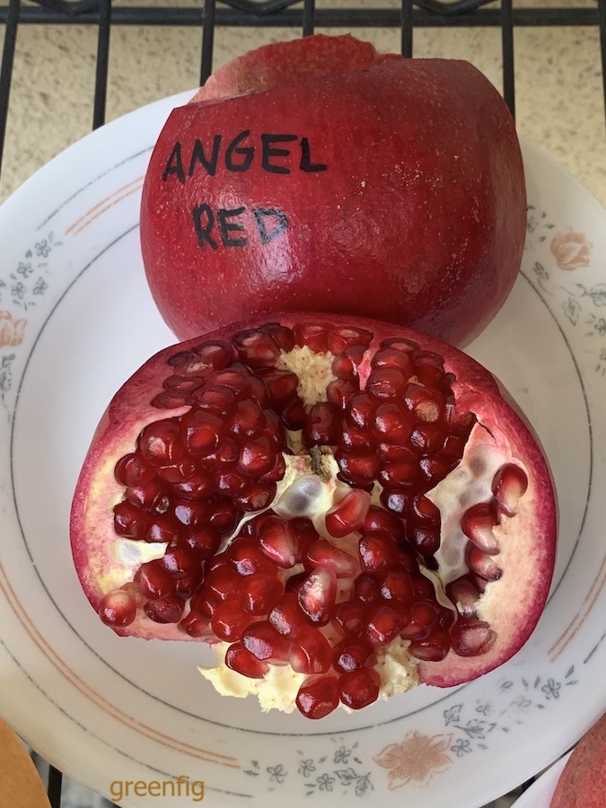 angelRed.jpeg