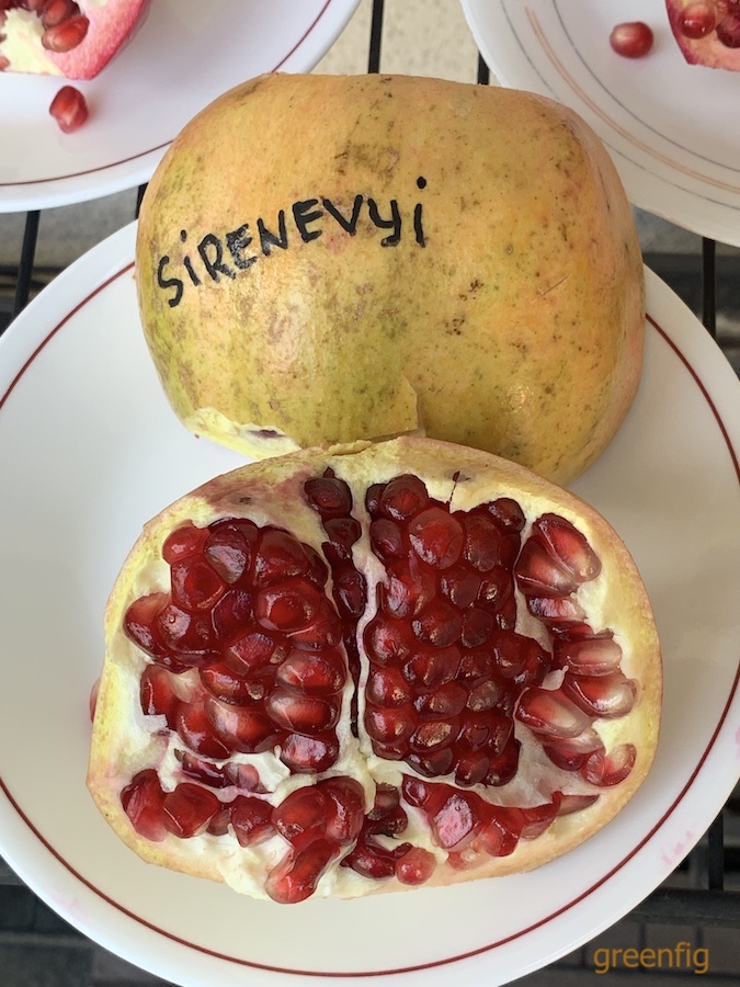 sirenevyi.jpeg