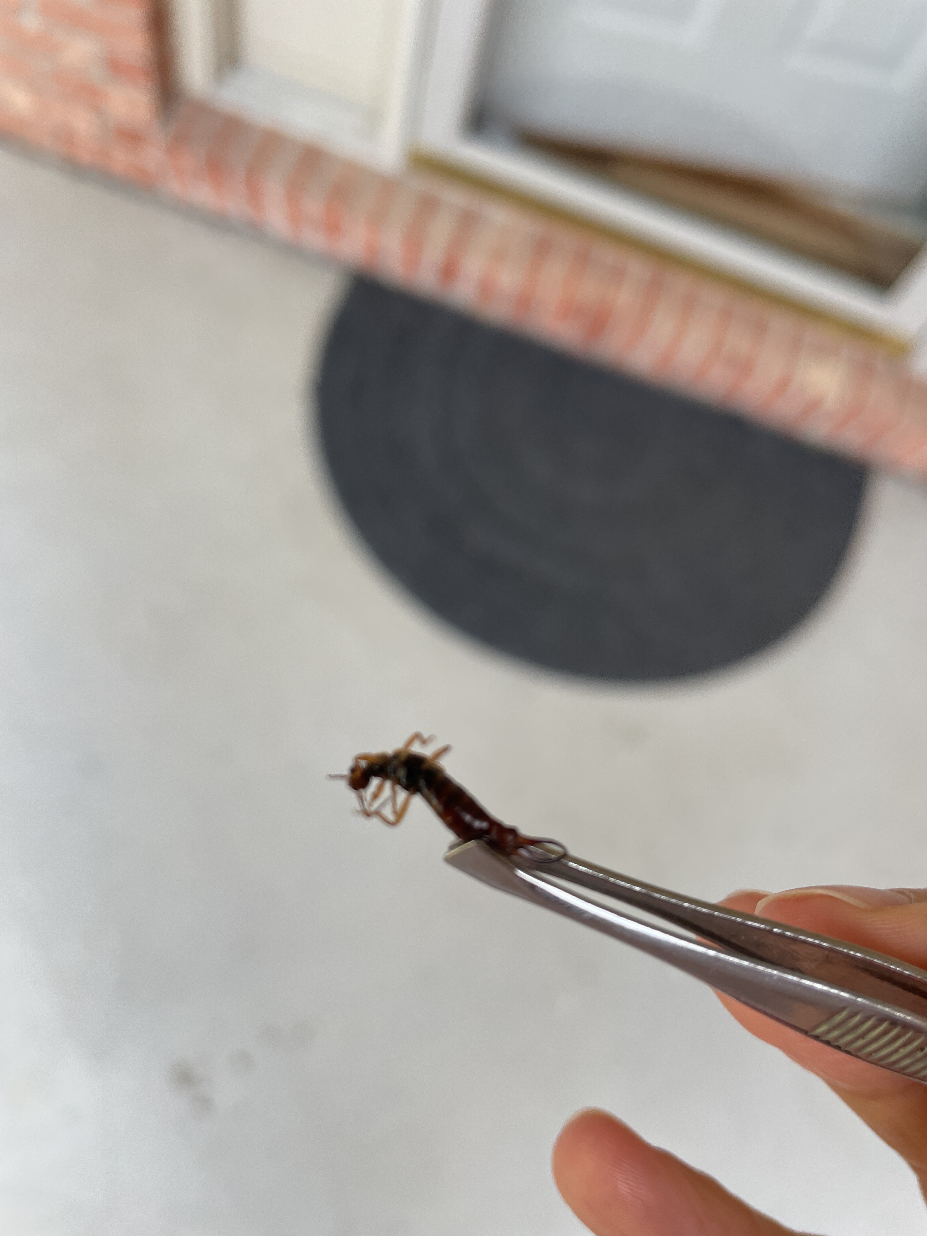 Earwig.JPG
