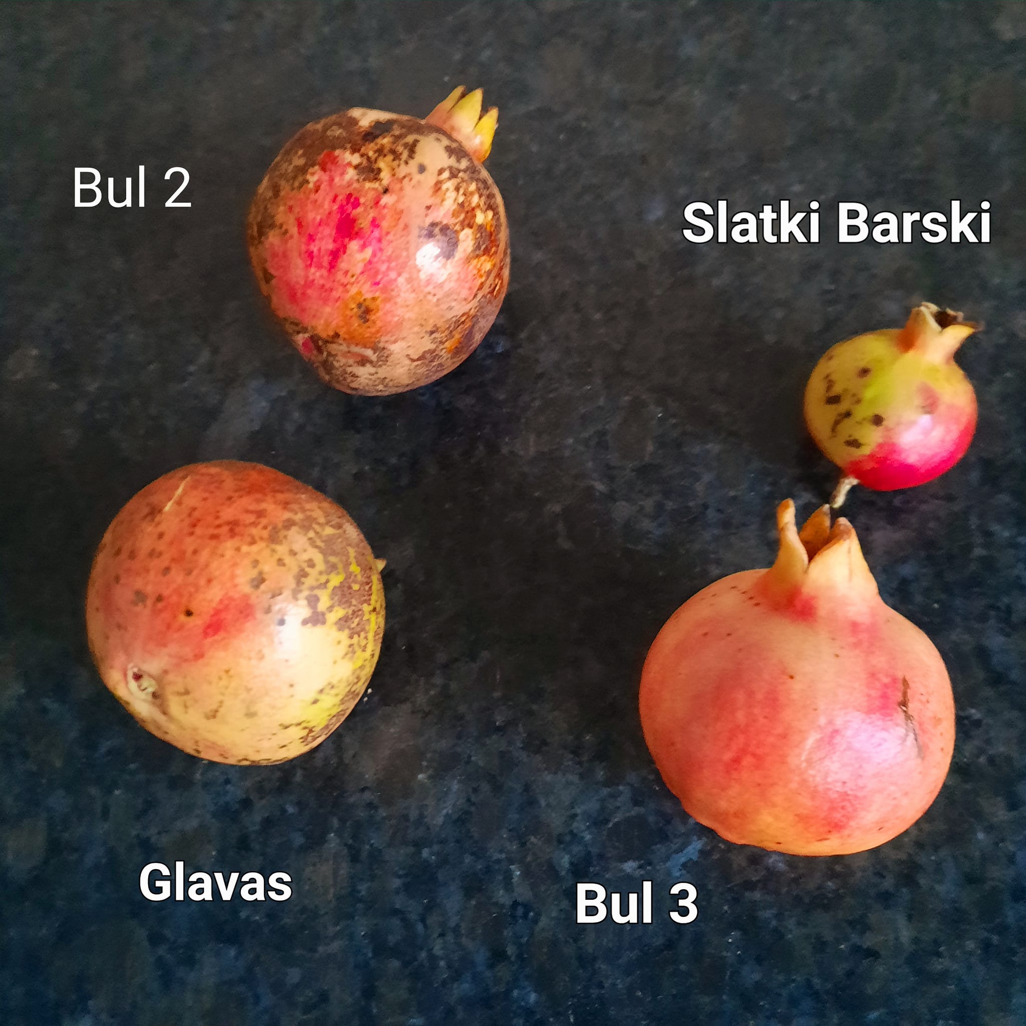 Late_Harvest1.jpg