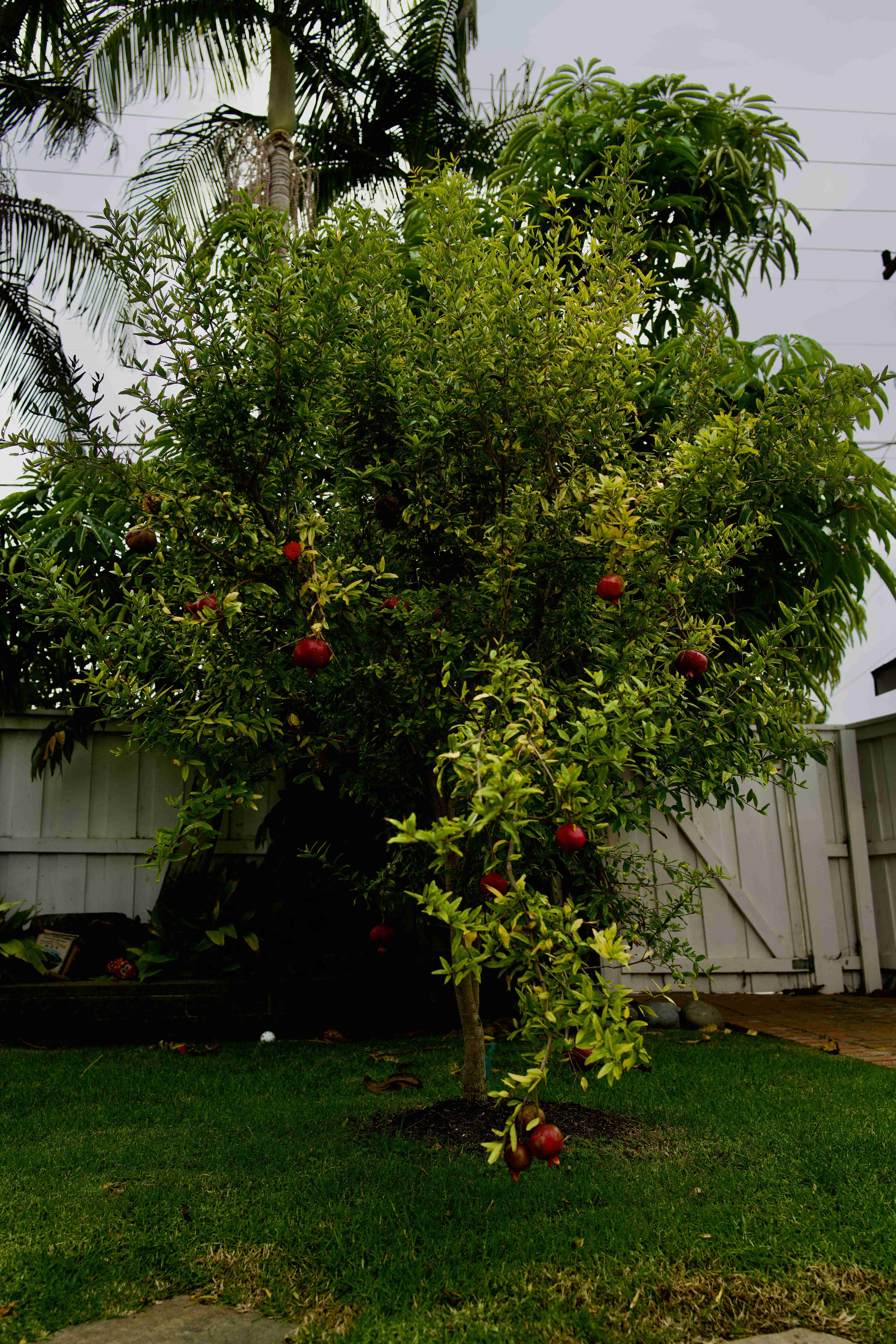 the tree