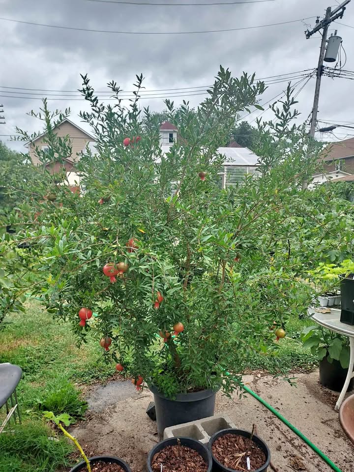 Pomegranate_n2.jpg