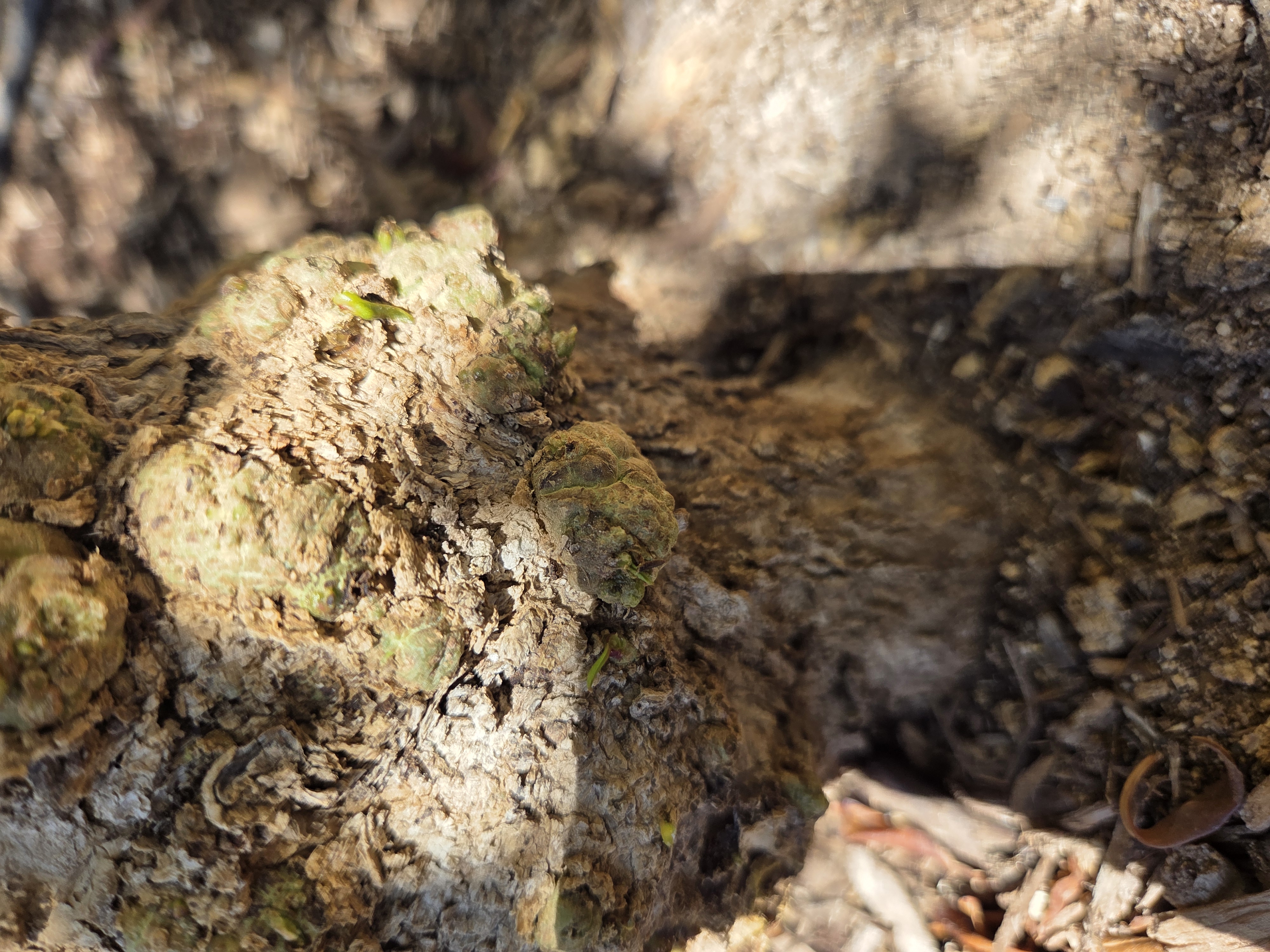 Trunk before removal of growth